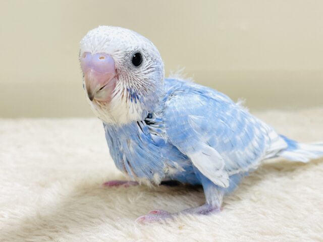 てちてち歩いて元気いっぱい🩵セキセイインコ(スパングル)ヒナ セキセイインコ