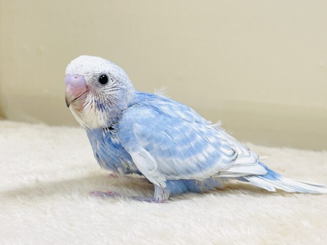 てちてち歩いて元気いっぱい🩵セキセイインコ(スパングル)ヒナ セキセイインコ