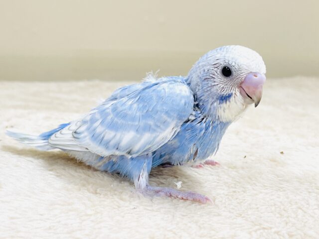 てちてち歩いて元気いっぱい🩵セキセイインコ(スパングル)ヒナ セキセイインコ