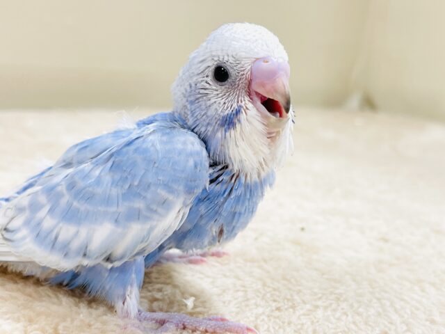 てちてち歩いて元気いっぱい🩵セキセイインコ(スパングル)ヒナ セキセイインコ