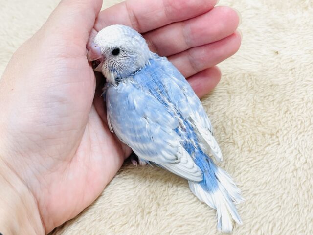 てちてち歩いて元気いっぱい🩵セキセイインコ(スパングル)ヒナ セキセイインコ