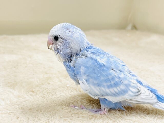 てちてち歩いて元気いっぱい🩵セキセイインコ(スパングル)ヒナ セキセイインコ