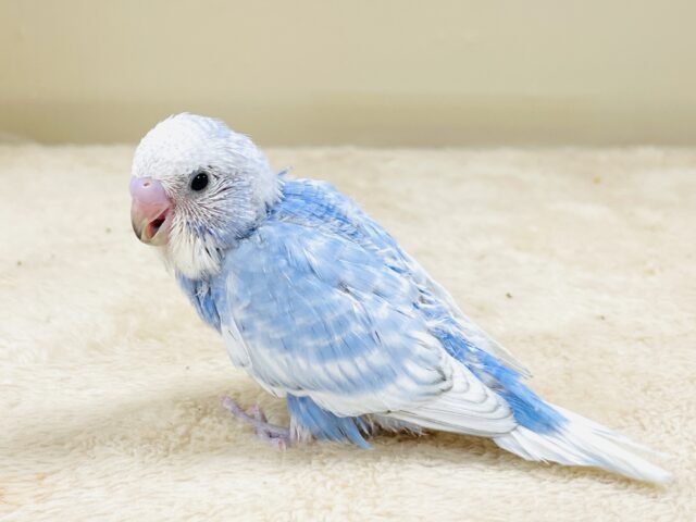 てちてち歩いて元気いっぱい🩵セキセイインコ(スパングル)ヒナ セキセイインコ
