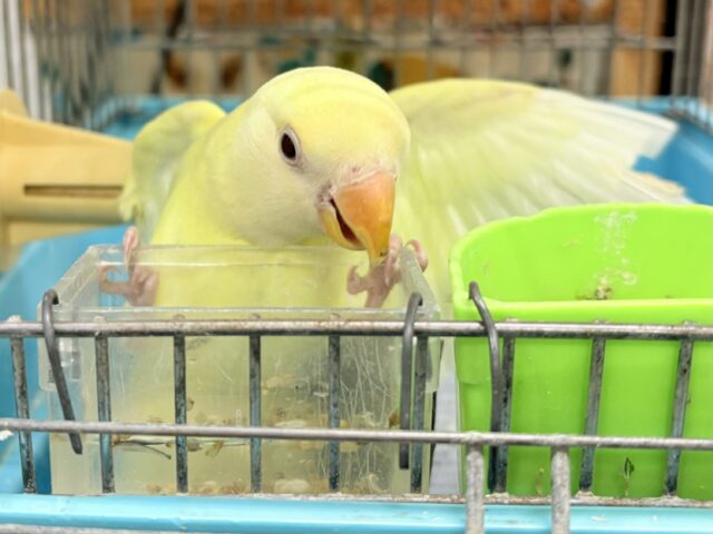 コザクラインコ（小桜インコ）