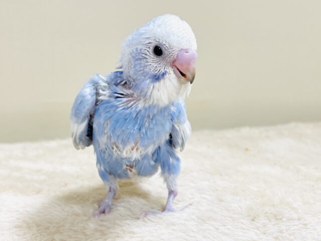 てちてち歩いて元気いっぱい🩵セキセイインコ(スパングル)ヒナ セキセイインコ