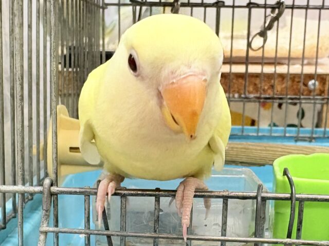 コザクラインコ（小桜インコ）