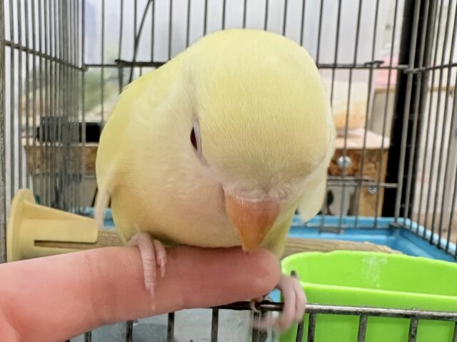 コザクラインコ（小桜インコ）