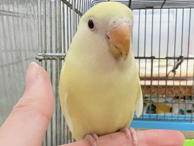 【最新画像🪄︎︎💫ひな餌卒業】赤い瞳とクリームカラーの奇跡のマッチ❣️コザクラインコ(クリームルチノー)