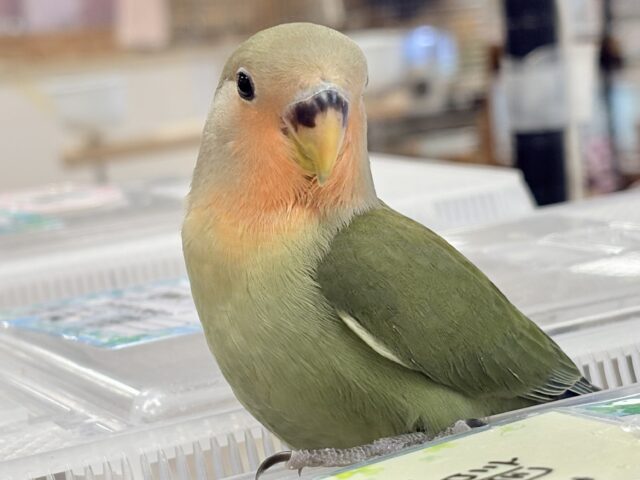 コザクラインコ（小桜インコ）