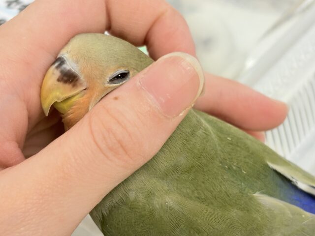 コザクラインコ（小桜インコ）