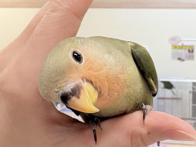 【最新画像】ぽわっと可愛いお顔で登場〜❣️コザクラインコちゃん❣️(ノーマル)ヒナ