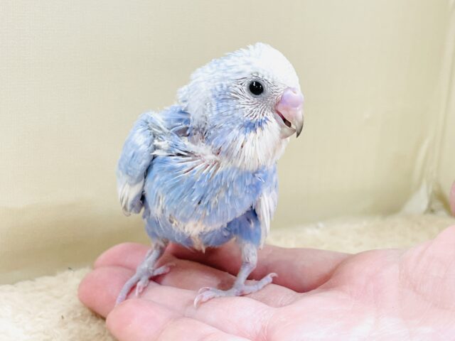 てちてち歩いて元気いっぱい🩵セキセイインコ(スパングル)ヒナ セキセイインコ