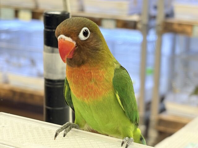 キエリボタンインコ