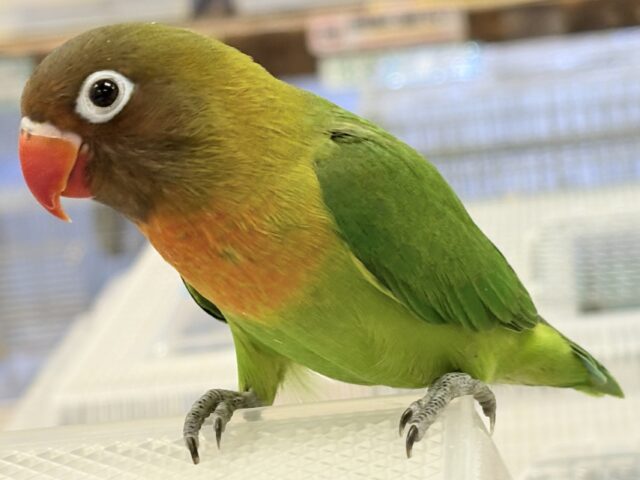 キエリボタンインコ