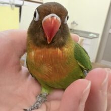 【最新画像🪄💫ひな餌2回】派手派手に成長するよ❣️ボタンインコちゃん❣️(キエリ)ヒナ