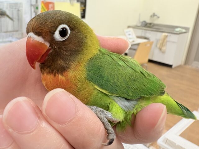 キエリボタンインコ