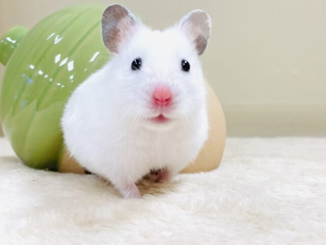 ほっぺパンパン!食いしん坊ハムちゃん🐹カラーハムスター(女の子) ゴールデンハムスター