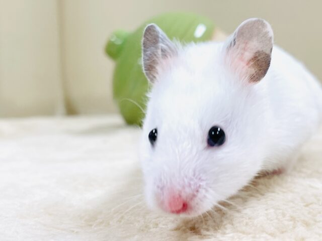 ほっぺパンパン!食いしん坊ハムちゃん🐹カラーハムスター(女の子) ゴールデンハムスター