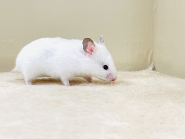 ほっぺパンパン!食いしん坊ハムちゃん🐹カラーハムスター(女の子) ゴールデンハムスター