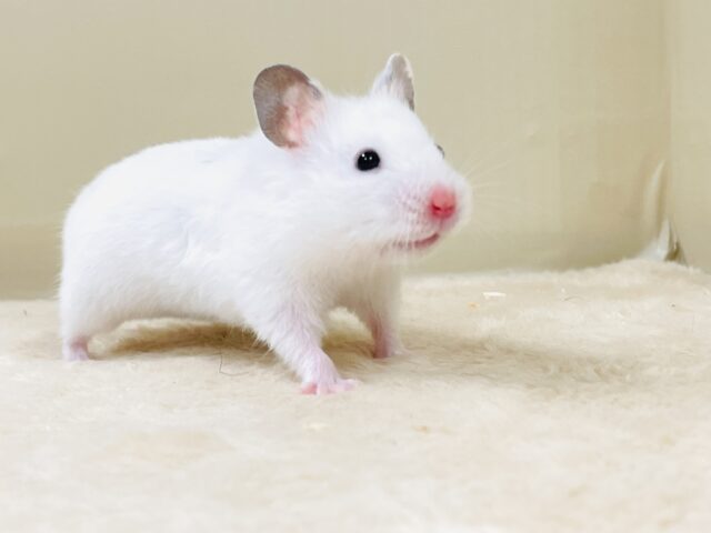 ほっぺパンパン!食いしん坊ハムちゃん🐹カラーハムスター(女の子) ゴールデンハムスター