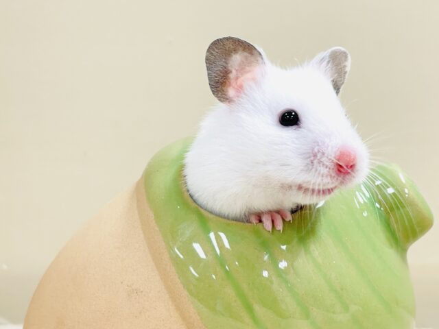 ほっぺパンパン!食いしん坊ハムちゃん🐹カラーハムスター(女の子) ゴールデンハムスター