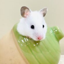ほっぺパンパン！食いしん坊ハムちゃん🐹カラーハムスター（女の子）