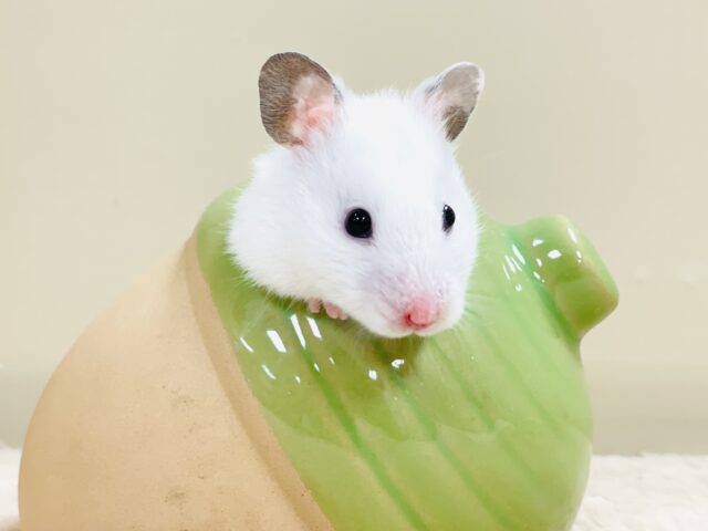 ほっぺパンパン！食いしん坊ハムちゃん🐹カラーハムスター（女の子）