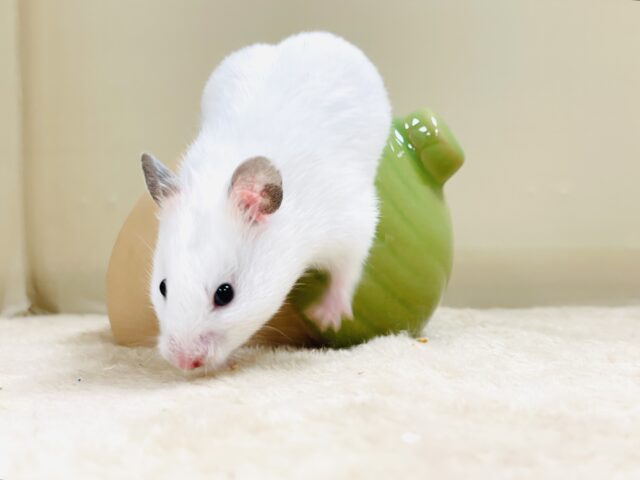 ほっぺパンパン!食いしん坊ハムちゃん🐹カラーハムスター(女の子) ゴールデンハムスター