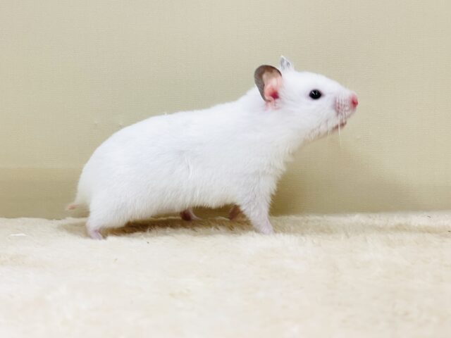 ほっぺパンパン!食いしん坊ハムちゃん🐹カラーハムスター(女の子) ゴールデンハムスター