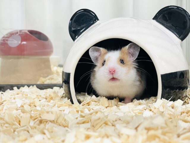 まだら模様が可愛いハムちゃん🐹✨カラーハムスター(男の子) ゴールデンハムスター