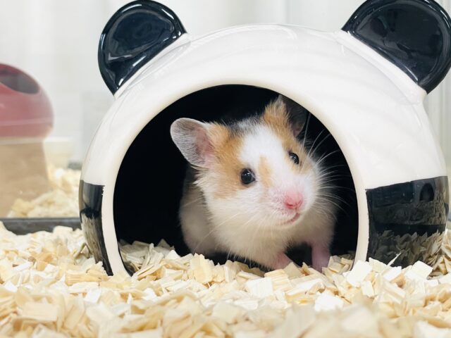 まだら模様が可愛いハムちゃん🐹✨カラーハムスター(男の子) ゴールデンハムスター