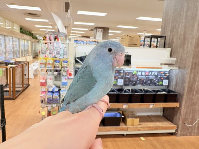 【最新画像】鮮やかブルーに目を奪われる〜👀✨️マメルリハ(ブルー)女の子 マメルリハ