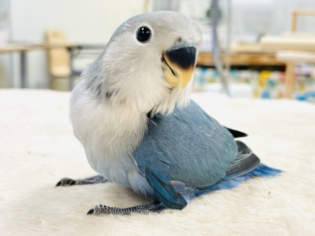 【最新画像】元気いっぱいやってきたよ💙🩵コザクラインコ（ブルーチェリー）ヒナ