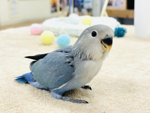 コザクラインコ（小桜インコ）