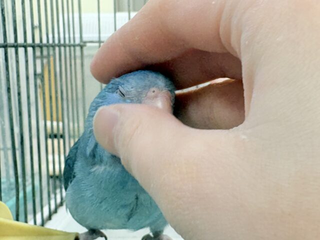 【最新画像】鮮やかブルーに目を奪われる〜👀✨️マメルリハ(ブルー)女の子 マメルリハ