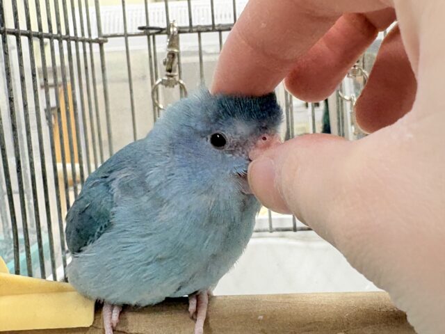 【最新画像】鮮やかブルーに目を奪われる〜👀✨️マメルリハ(ブルー)女の子 マメルリハ