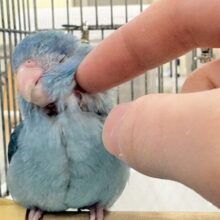 【最新画像】鮮やかブルーに目を奪われる〜👀✨️マメルリハ(ブルー)女の子