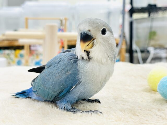 コザクラインコ（小桜インコ）