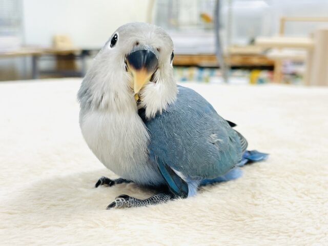 コザクラインコ（小桜インコ）