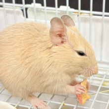 ‪【最新画像更新🪄】☆てんしんらんまん‪☆デグー(サンド)女の子