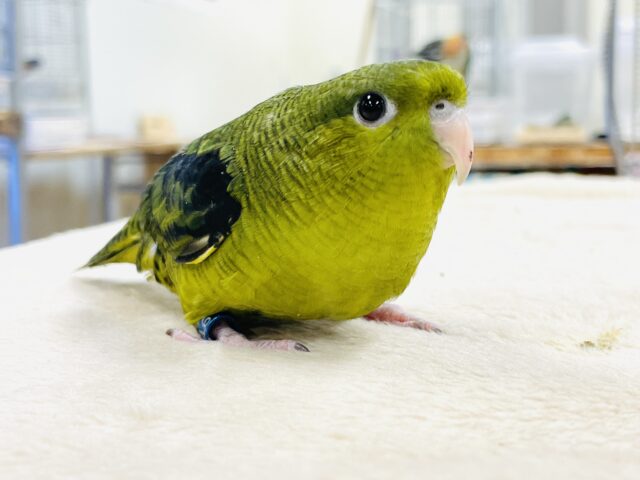 サザナミインコ