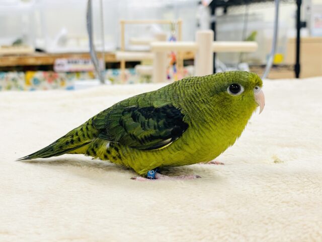 サザナミインコ