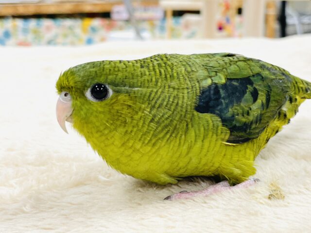 サザナミインコ