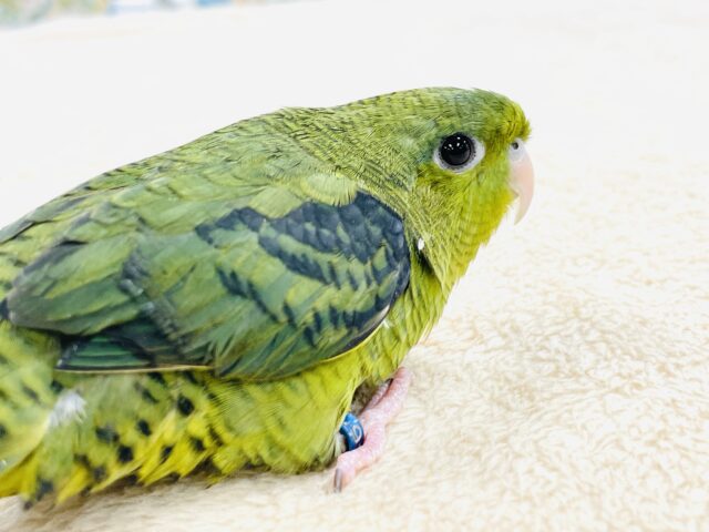 サザナミインコ