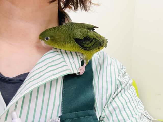 サザナミインコ