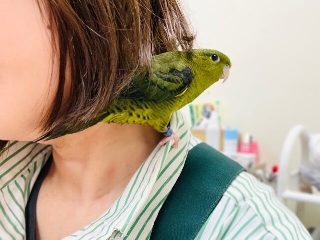 サザナミインコ