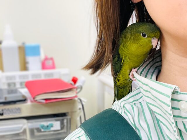 サザナミインコ