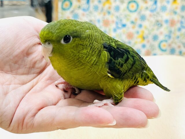 サザナミインコ