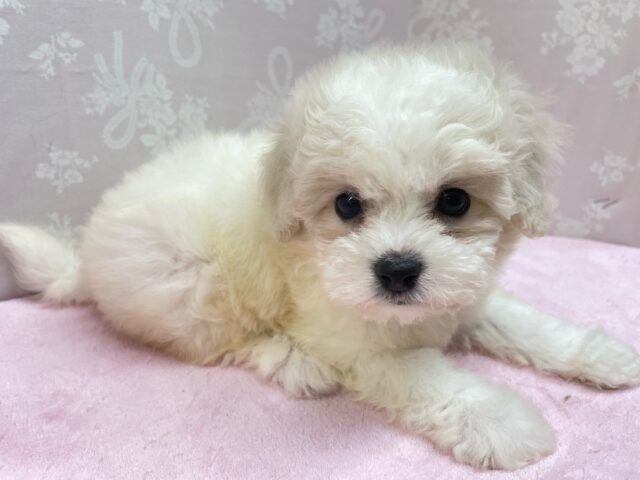 ︎︎☁ふわふわGIRL🤍ビションフリーゼ(ホワイト)🤍女の子💖2025年9月7日生まれ ビションフリーゼ