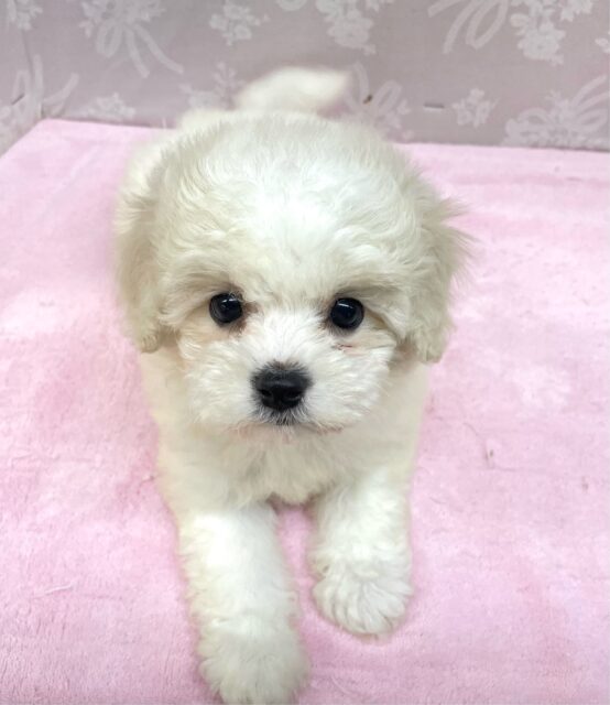 ︎︎☁ふわふわGIRL🤍ビションフリーゼ(ホワイト)🤍女の子💖2025年9月7日生まれ ビションフリーゼ